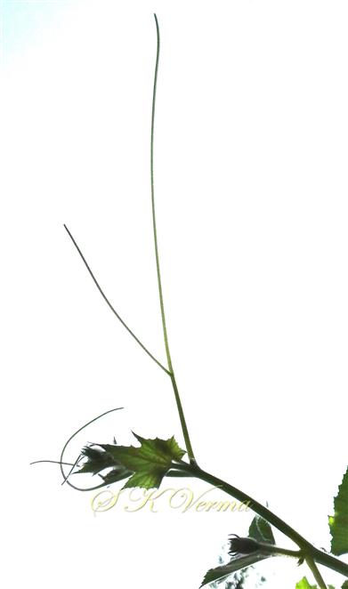  Tendril